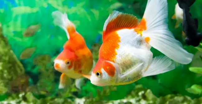 魚缸擺放的注意事項,「不近神,不靠背」,記好了!