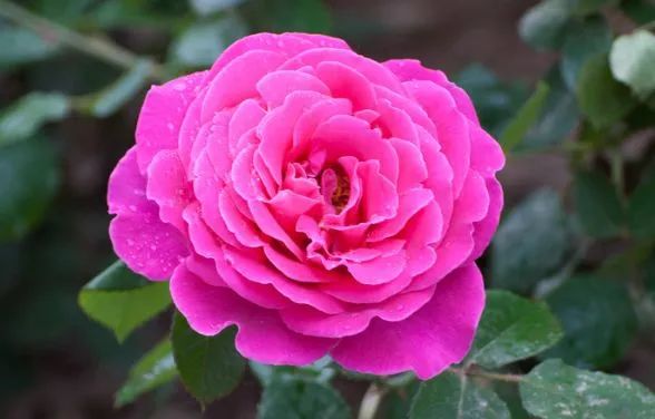 最「惹不起」的四大生肖，本月時來運轉，鴻運當頭，財運爆棚！