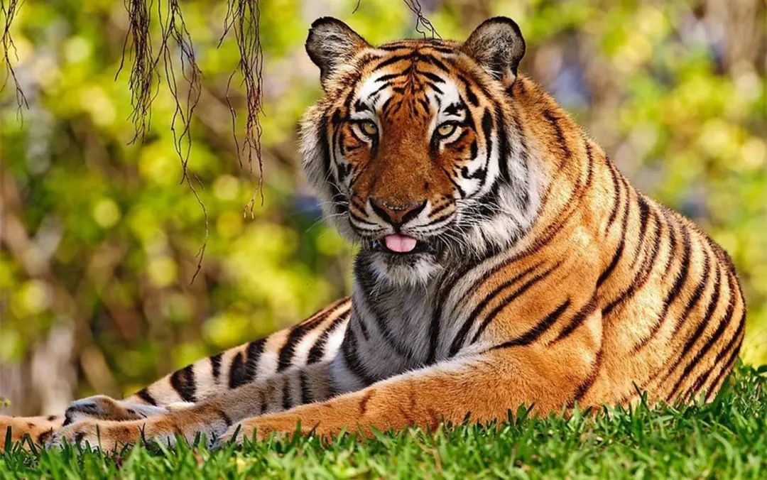 2月下旬開始，屬相虎財運爆棚，橫財遍地，財豐利達！