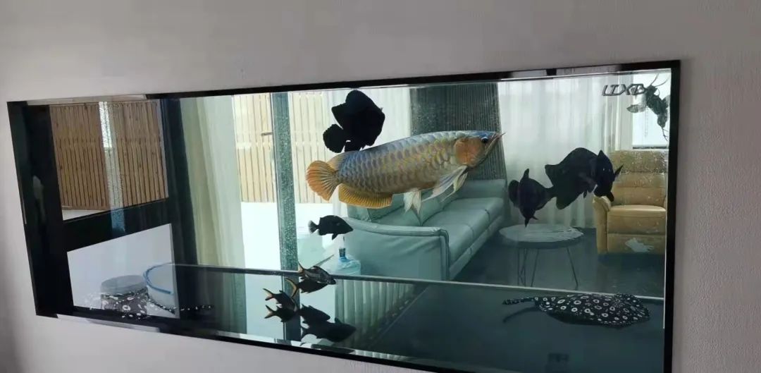 家裡放魚缸，四大好處不請自來