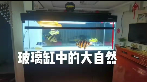 家裡放魚缸，四大好處不請自來