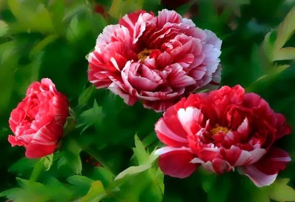 最「惹不起」的四大生肖，本月時來運轉，鴻運當頭，財運爆棚！