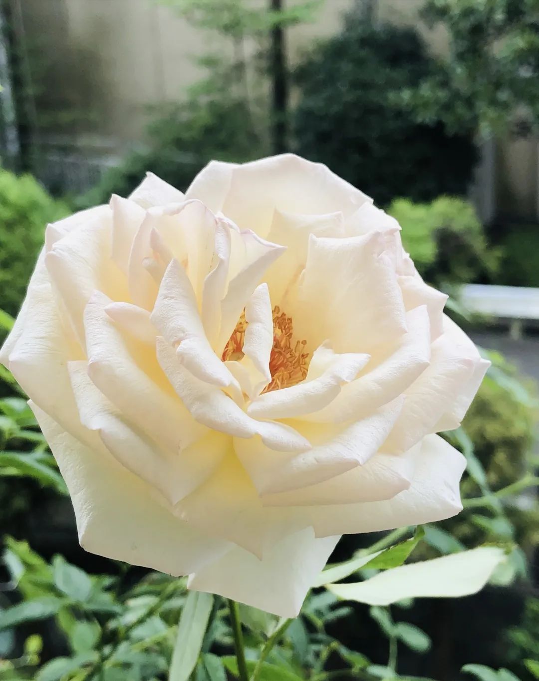 俗語「葫蘆壓窗檯，財源滾滾來」，葫蘆寓意很吉利，福氣藏不住