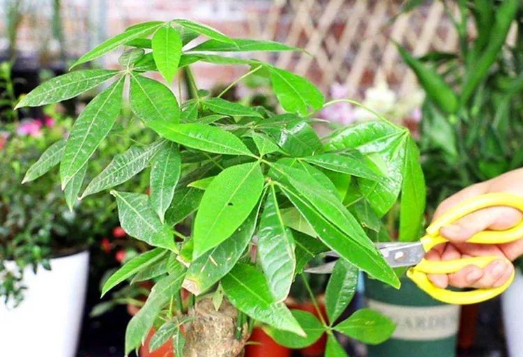 發財樹擺在哪裡好？