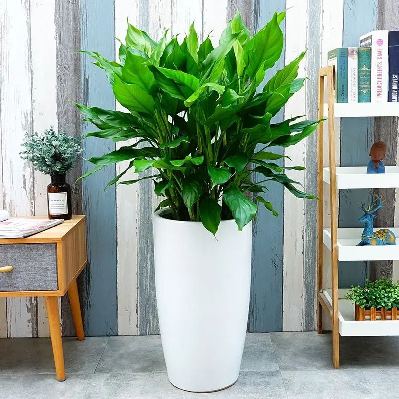 風水說：家運不好有什麼辦法化解