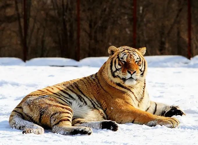 1月9號開始，生肖虎命里獲得「將星」的幫扶，喜得偏財，喜添子女！