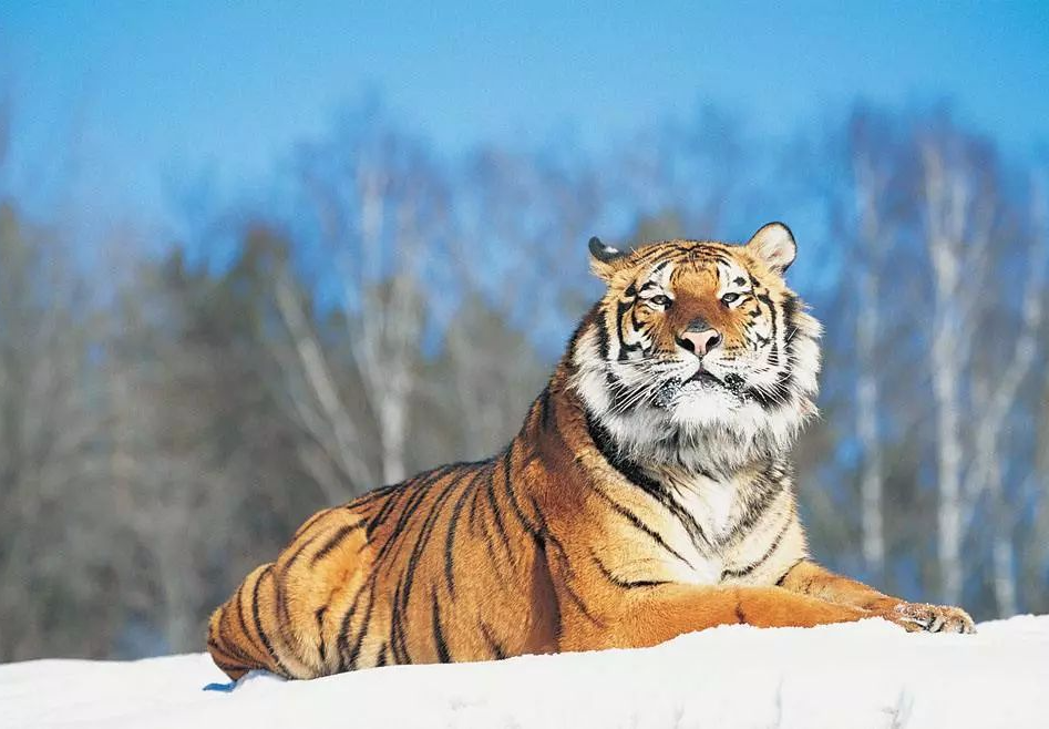 5天之後，屬虎人事業月逢「桃花星」，主人脈，事業有豐厚回報！