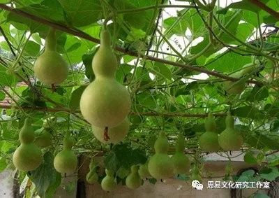 「葫蘆壓窗檯，財從八方來」，這些掛葫蘆的禁忌你了解嗎？