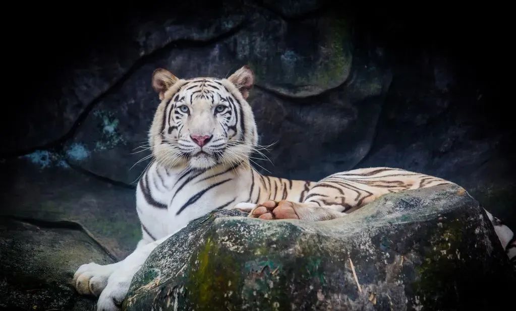 5天之後，屬虎人事業月逢「桃花星」，主人脈，事業有豐厚回報！