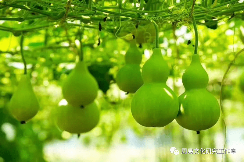 葫蘆適合什麼生肖人戴，適合戴葫蘆的生肖