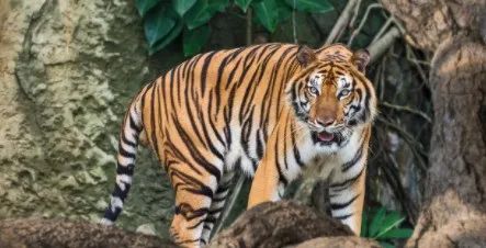 1月14號開始，屬虎人將會有望吉祥喜運不斷，發財賺錢樣樣輕松！