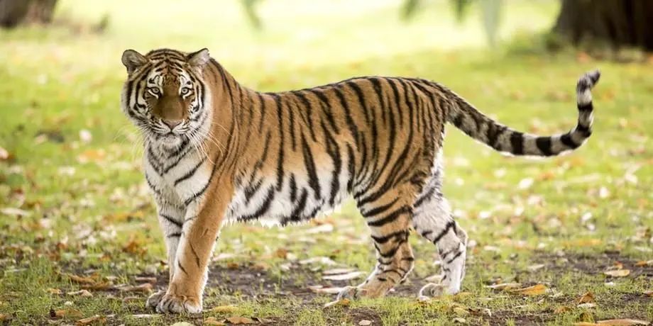 屬虎人1月31號開始，就是運勢特別旺盛的時間段，可以打個美麗翻身仗！