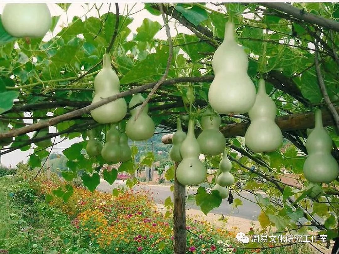 室內擺放風水葫蘆擺件竟有如此多講究!