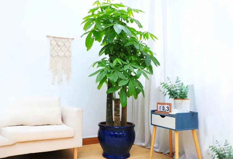 發財樹擺在哪裡好？