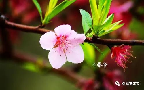 今日迎來:二十四節氣——春分