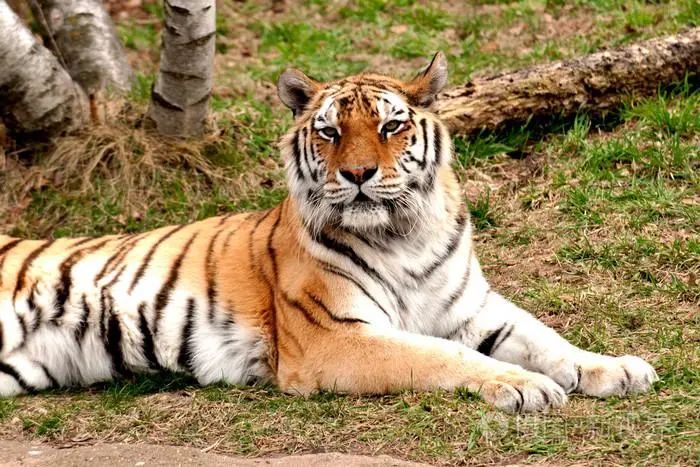 來到3月上旬，屬虎人運勢上揚，有財神爺眷顧，一整天都開開心心！