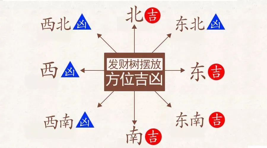 發財樹一定要這麼擺