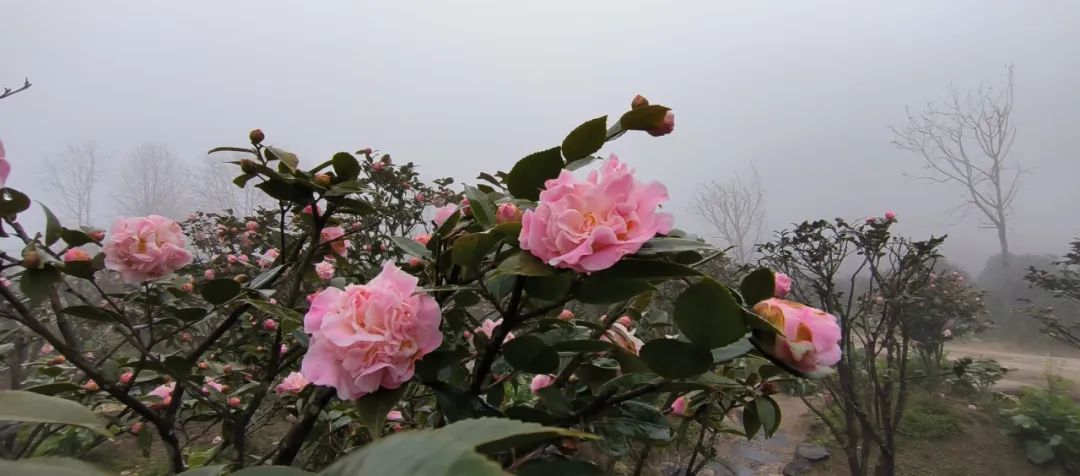 婚姻能否給你帶來好運?