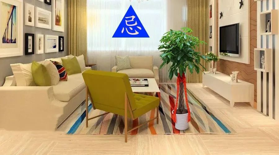 發財樹一定要這麼擺