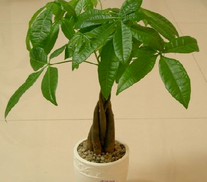 風水先生：家中常見的幾種綠植，位置你放對了嗎？