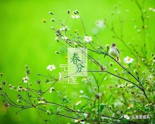 今日迎來:二十四節氣——春分