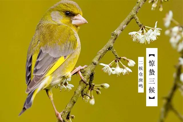 驚蟄節氣,是時候喚醒你的陽氣了!祛除邪氣,開運驅小人的好時機!