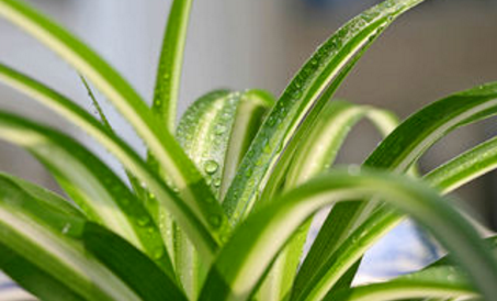 風水先生：家中常見的幾種綠植，位置你放對了嗎？