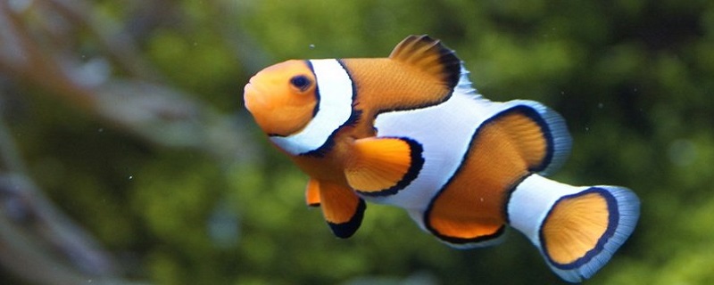 2023年風水大利什麼方向 這一年什麼方位是不吉利的