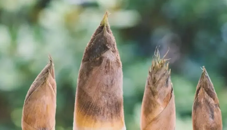 胎元是什麼意思，結婚日子衝胎元是什麼意思