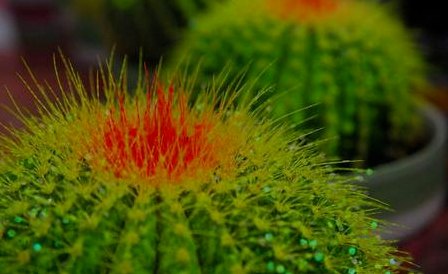 風水先生：家中常見的幾種綠植，位置你放對了嗎？