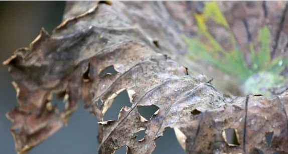 家中有七不擺,是哪七樣,你知道嗎?