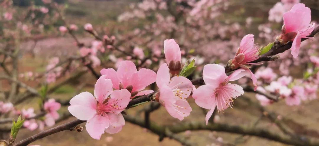 最全點穴的口決觀星斗白話解釋。