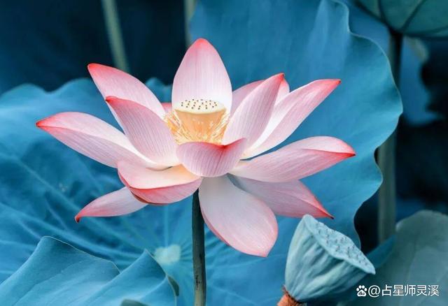 熬到週末好運到來,哪些星座好運不斷?