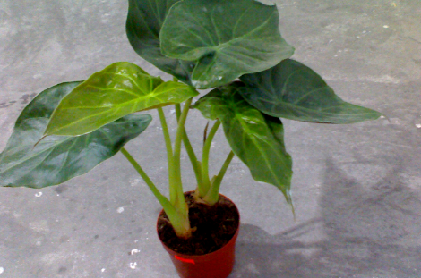 風水先生：家中常見的幾種綠植，位置你放對了嗎？