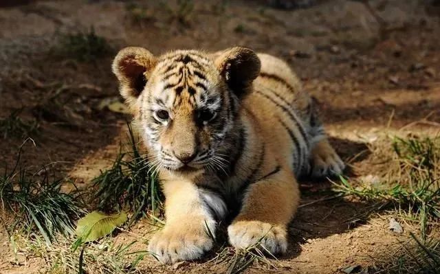 2月底，屬虎人同時聚財聚福，喜事連連，多福多祿又多壽！