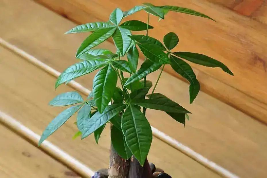 發財樹的擺放風水