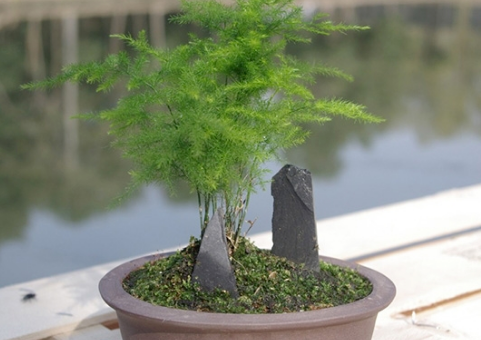 風水先生：家中常見的幾種綠植，位置你放對了嗎？